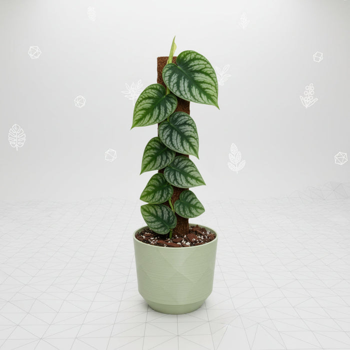 Monstera dubia climbing houseplant with shingling green leaves