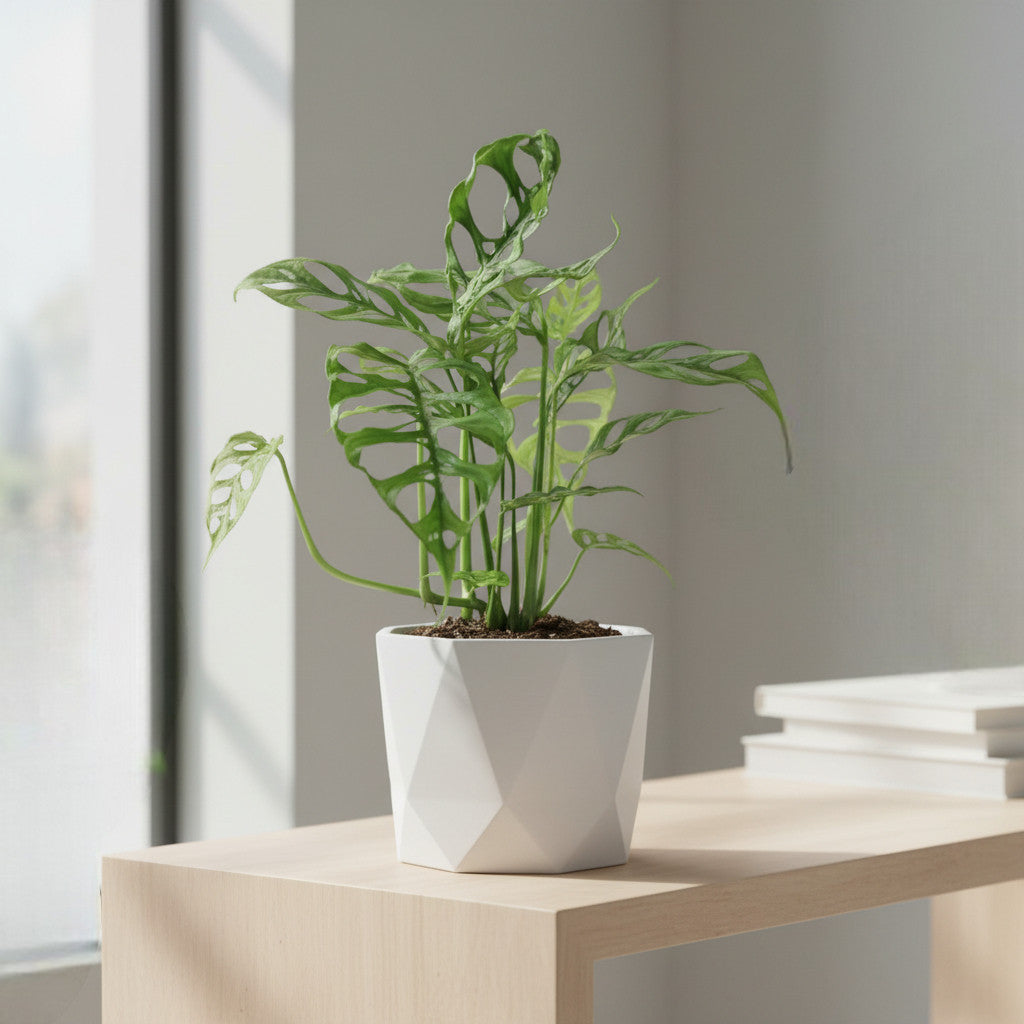 Monstera obliqua — Growth Habit, Light, Watering, and Pot Size Guide