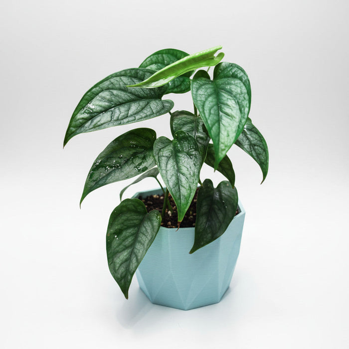 Monstera siltepecana — Pot Size Chart, Light, Watering & Care Guide