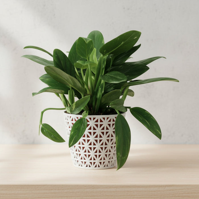 Monstera standleyana — Growth Guide, Care, and Pot Size Recommendations