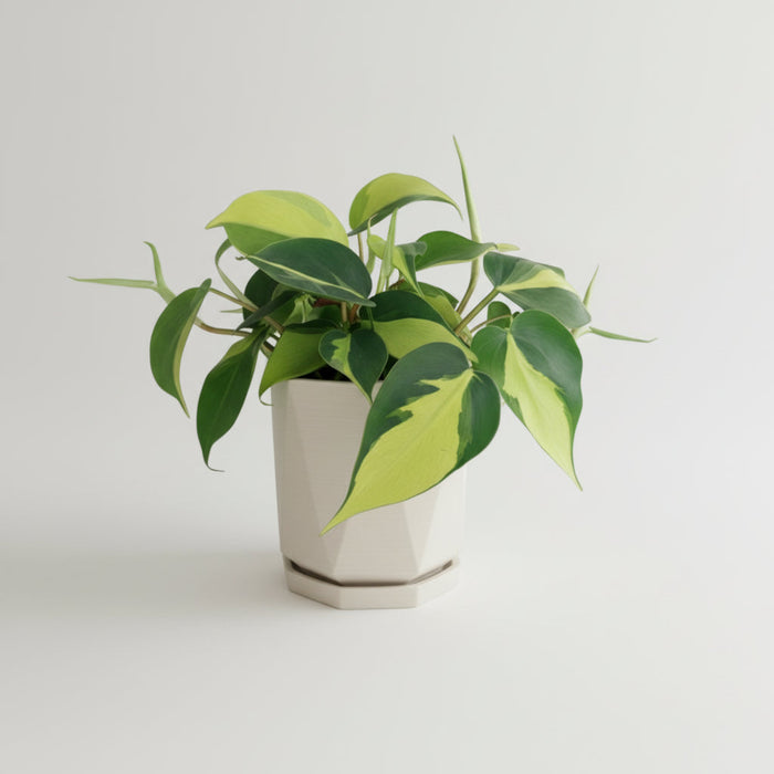 Philodendron Brasil plant with variegated green and yellow leaves in a compact indoor planter