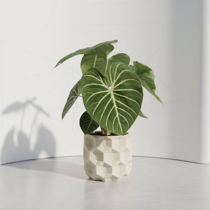 Philodendron Gloriosum Pot Size Chart, Growth Stages, and Care