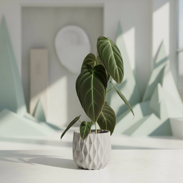 Philodendron Melanochrysum Pot Size Chart, Growth Stages, and Care