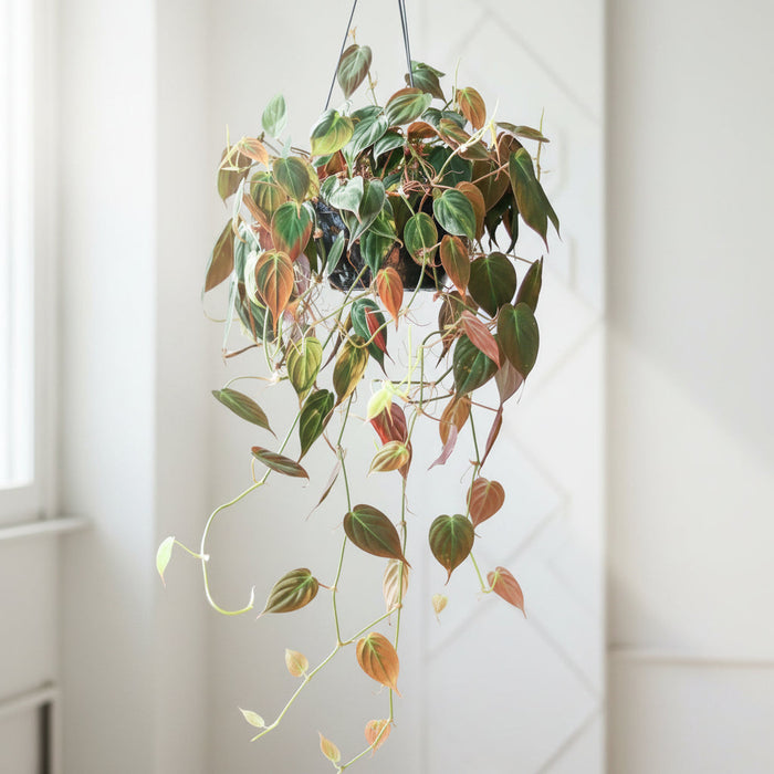 Philodendron Micans Pot Size Chart, Growth Stages, and Care