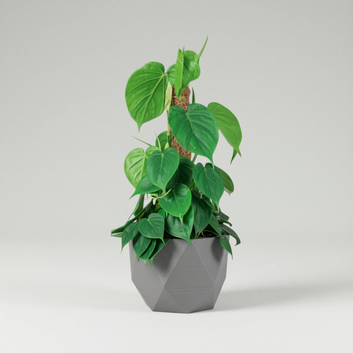 Philodendron scandens — Growth Habit, Light, Watering, and Pot Size Guide