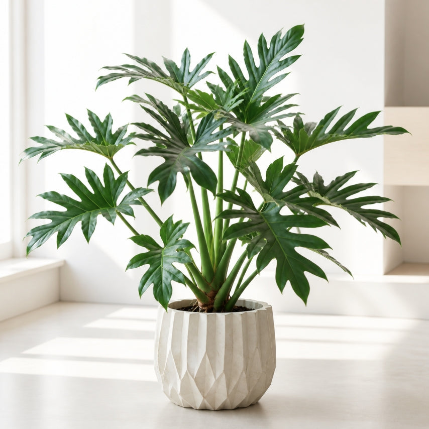 Philodendron Selloum Pot Size Chart, Growth Stages, and Care