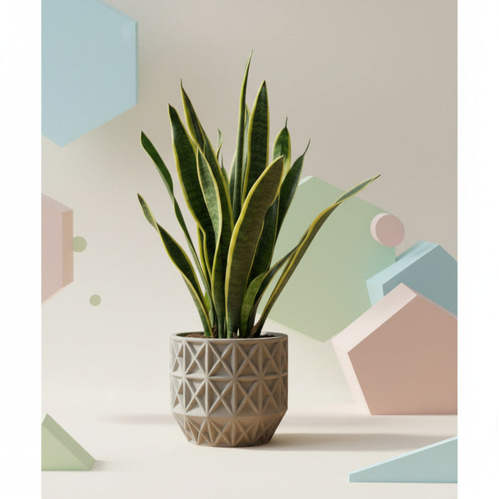 Snake Plant (Sansevieria) — Pot Size Chart, Light Needs, Watering & Care Guide