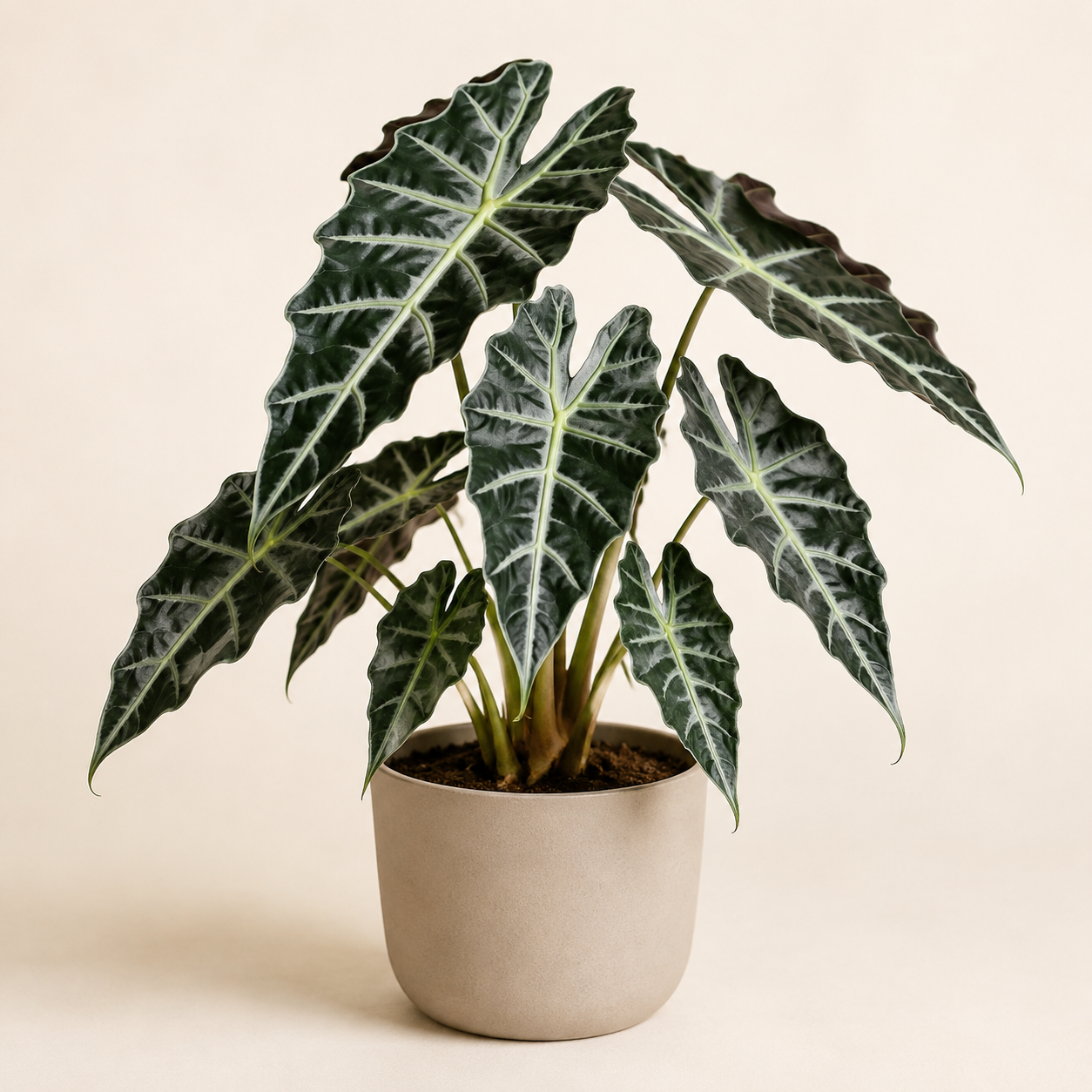 Alocasia Polly with dark arrow-shaped leaves and contrasting pale veins