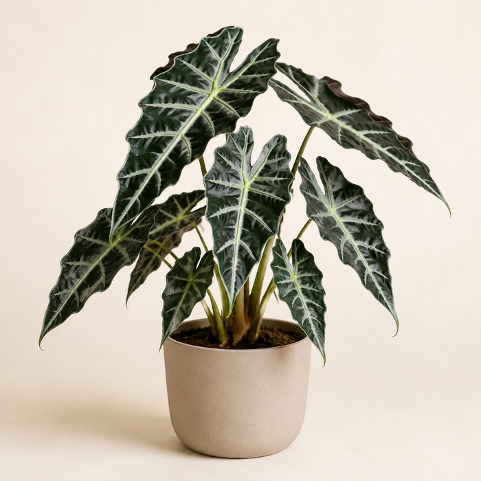 Alocasia Polly with dark arrow-shaped leaves and contrasting pale veins