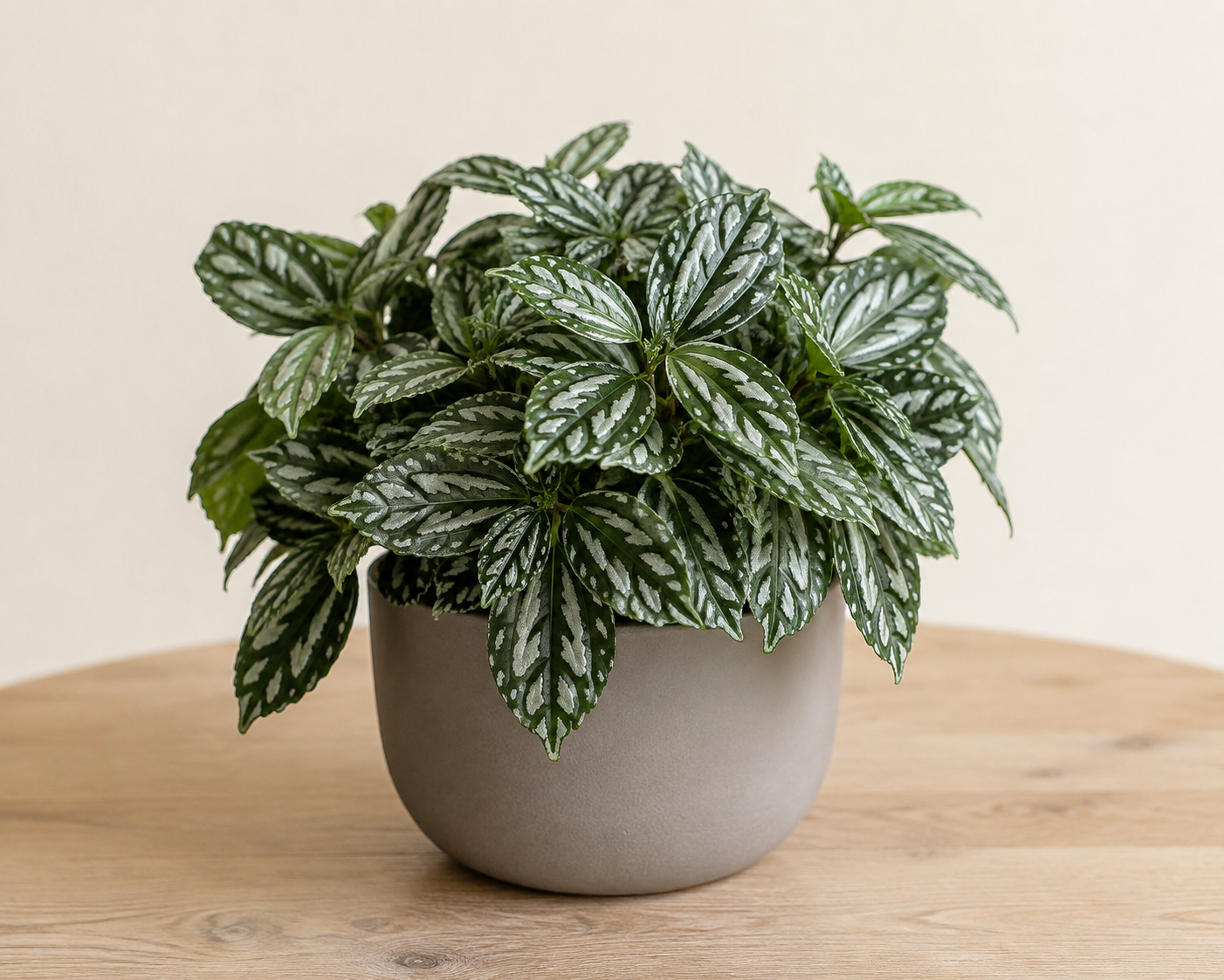 Aluminum plant with compact dark green serrated leaves marked by metallic silver patches