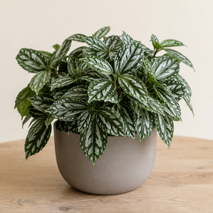 Aluminum plant with compact dark green serrated leaves marked by metallic silver patches