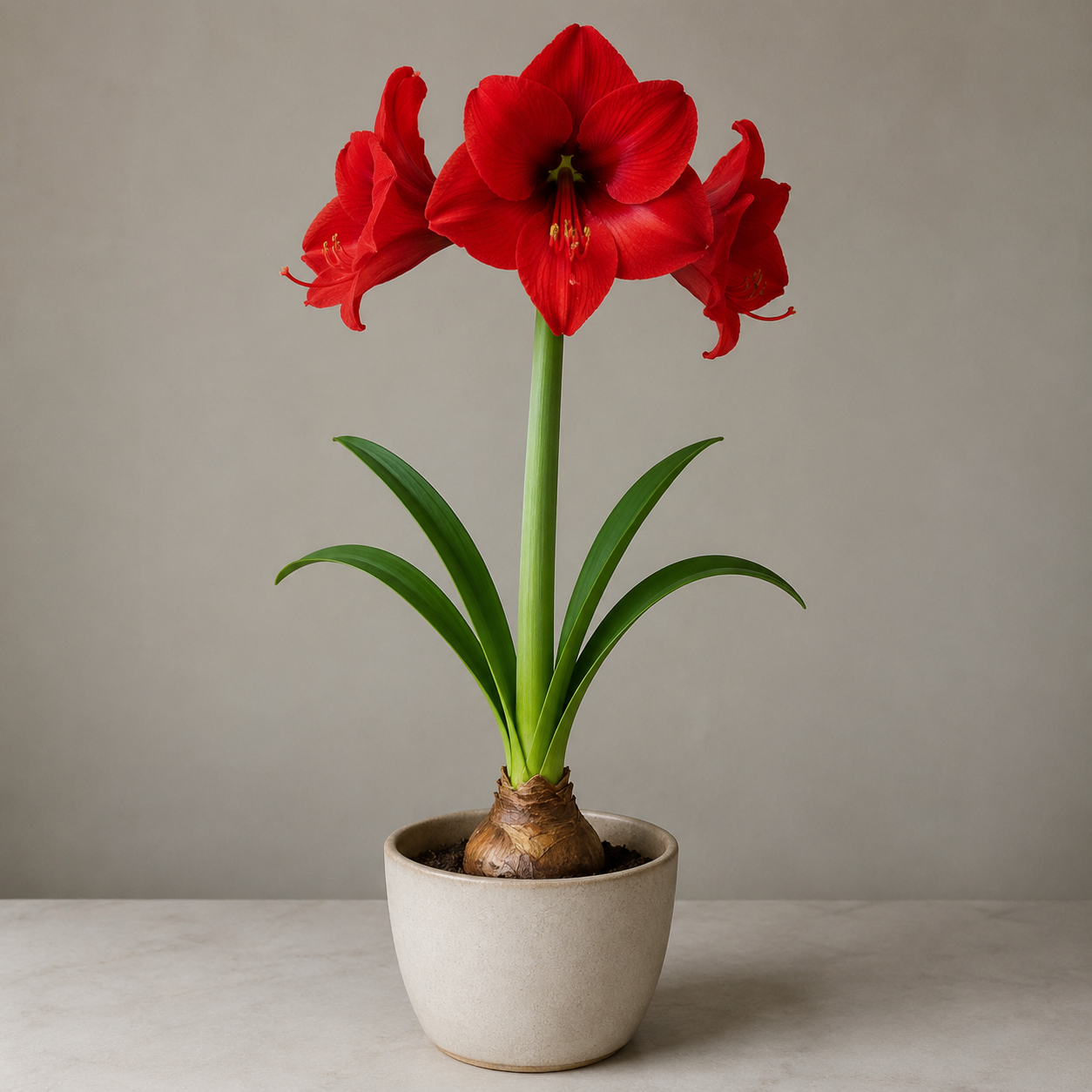 Amaryllis bulb with strap-shaped leaves and tall red trumpet flowers