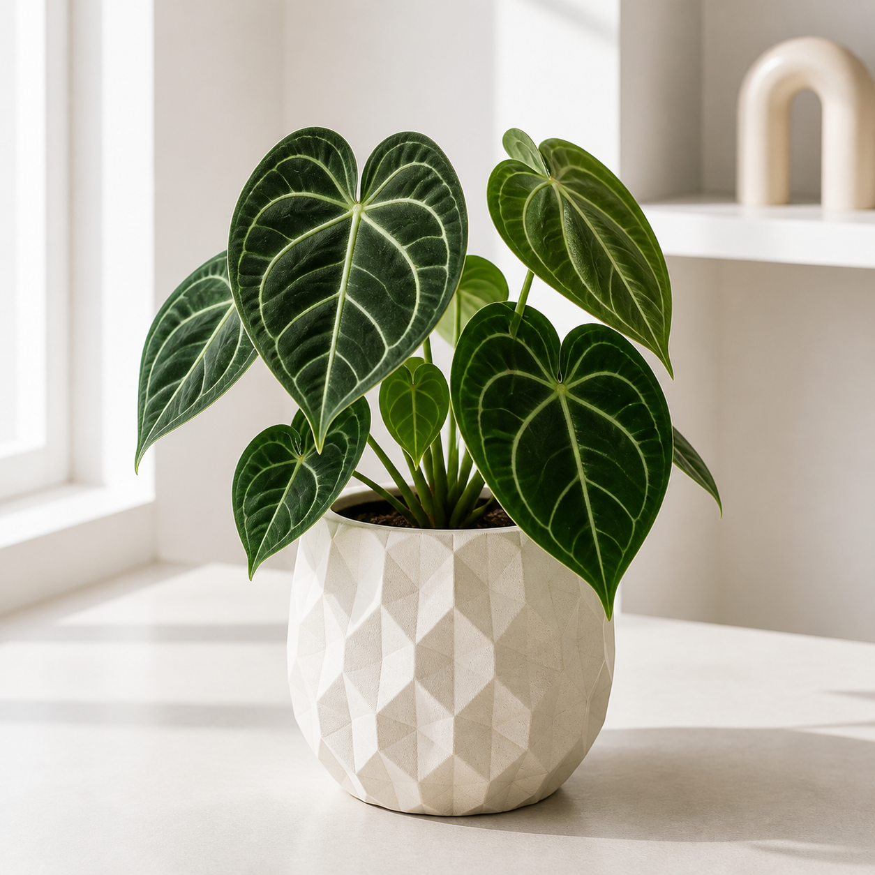 Anthurium Clarinervium Pot Size Chart, Growth Stages, and Care