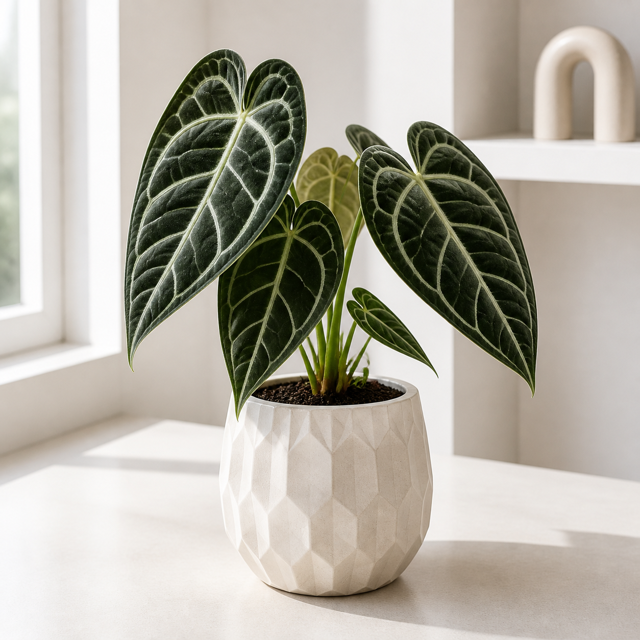 Anthurium Crystallinum Pot Size Chart, Growth Stages, and Care