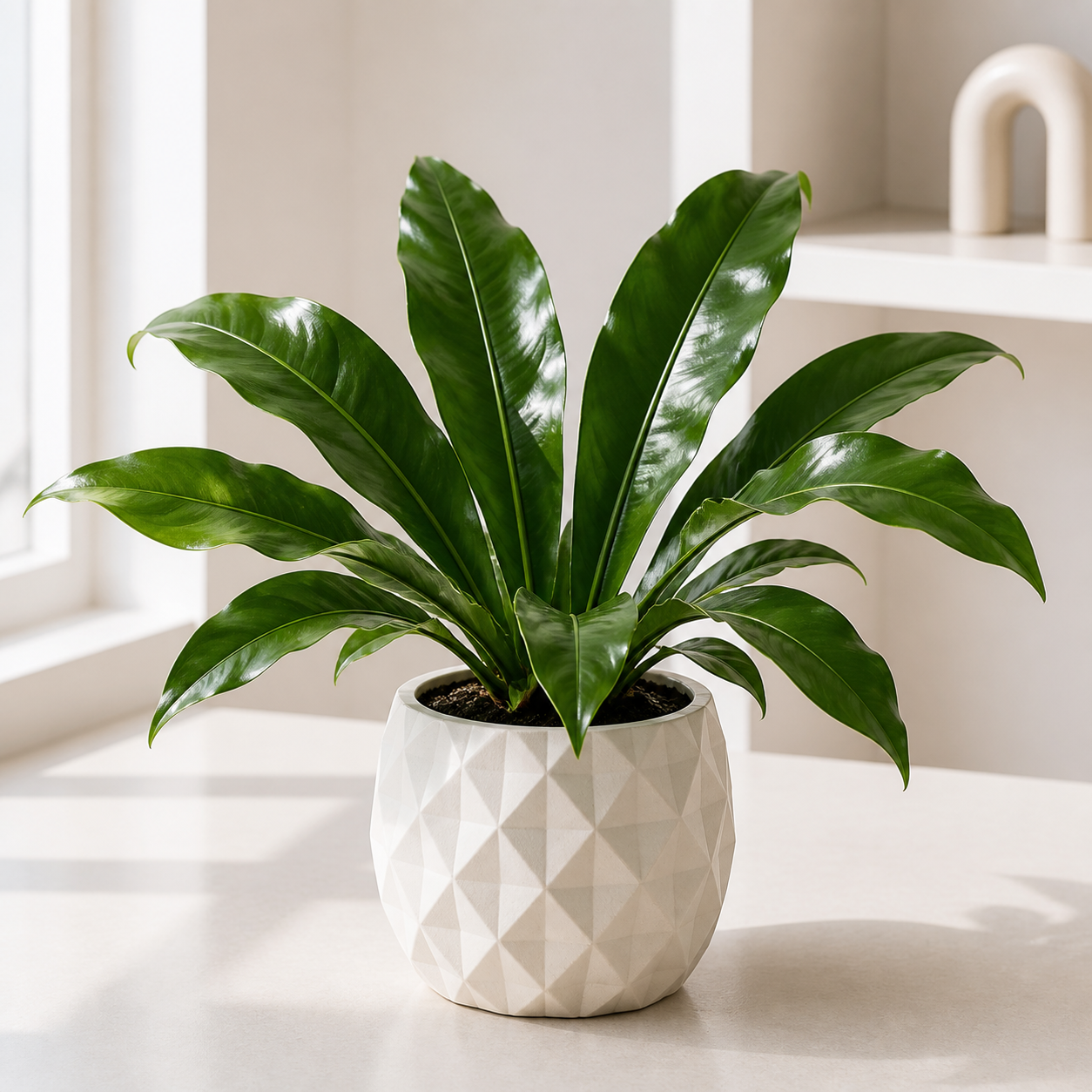 Anthurium Hookeri Pot Size Chart, Growth Stages, and Care