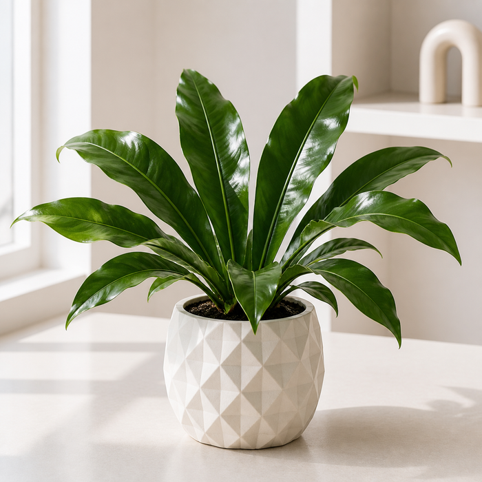 Anthurium Hookeri Pot Size Chart, Growth Stages, and Care