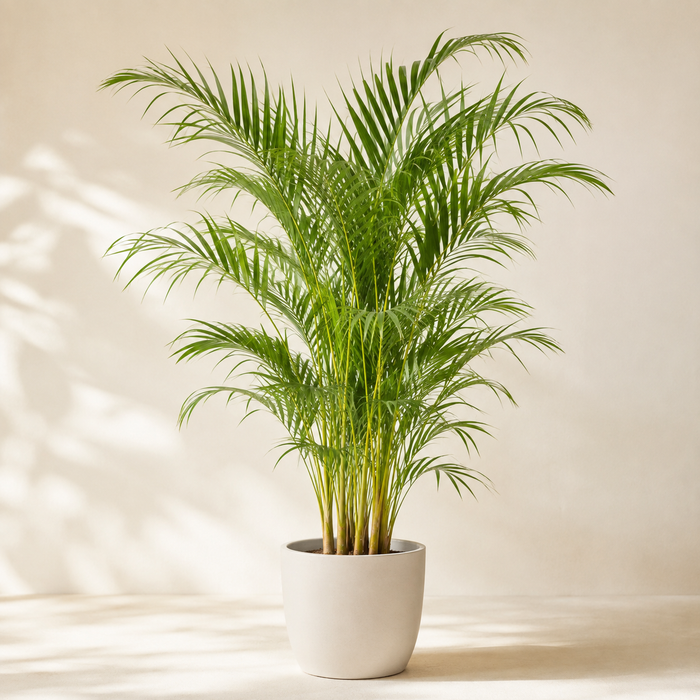 Areca palm with yellow-green canes and feathered arching fronds
