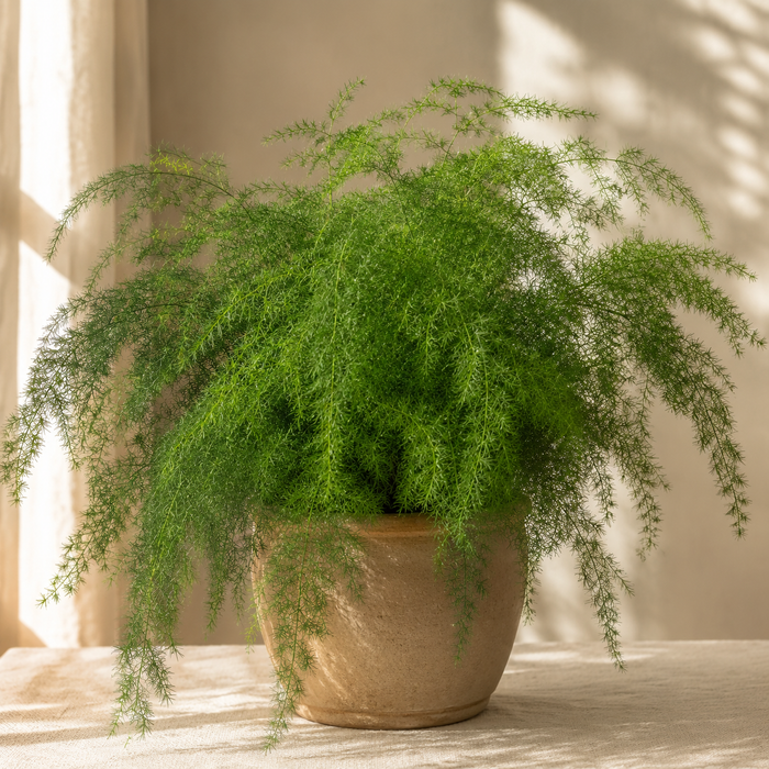 Asparagus fern with arching feathery green stems in a compact pot