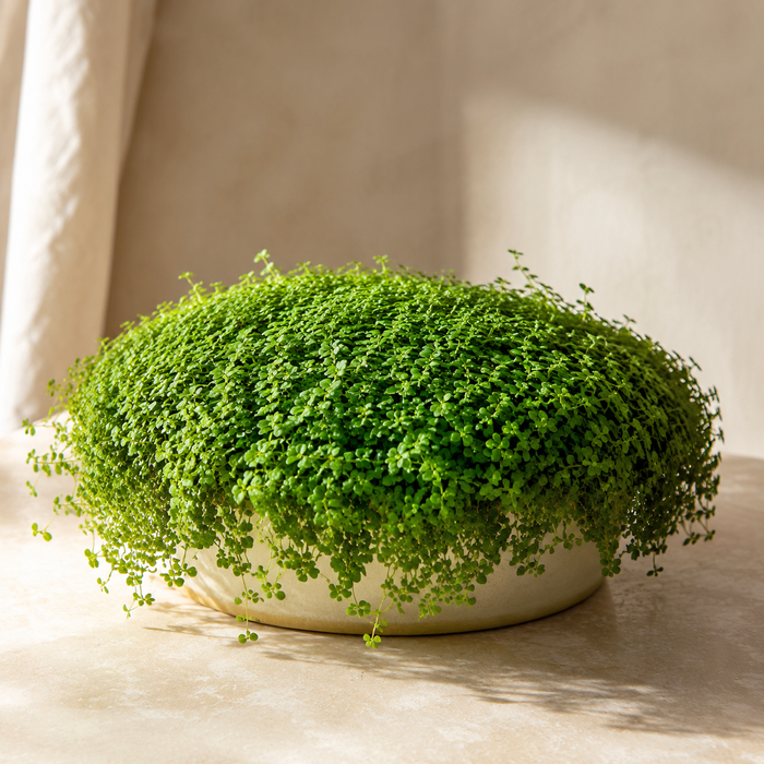 Baby's tears forming a dense cushion of tiny green leaves over a shallow pot