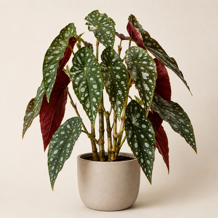 Begonia maculata with silver-spotted leaves and red undersides