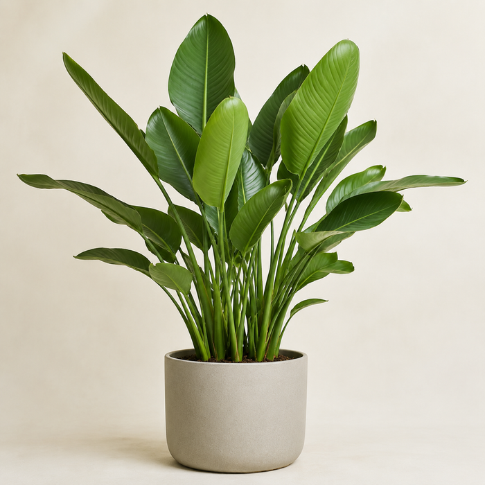 Young bird of paradise with upright paddle-shaped green leaves growing as a clump in a neutral pot