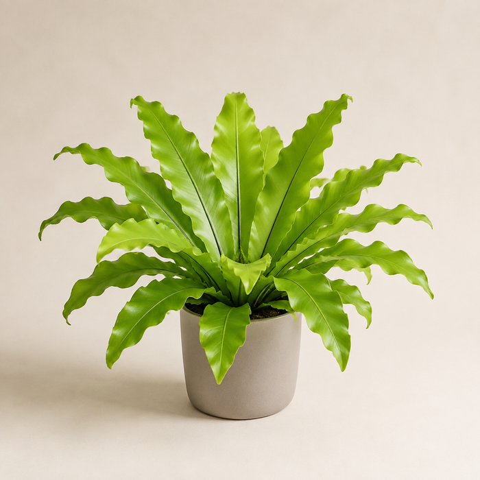 Bird's nest fern with broad wavy green fronds growing from a central rosette