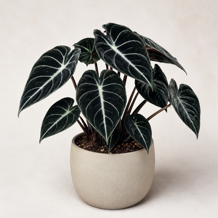 Black Velvet Alocasia with velvety dark leaves and silver veins in a neutral planter