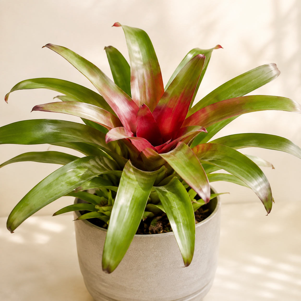 Blushing Bromeliad with a red central tank and green rosette leaves in a neutral planter