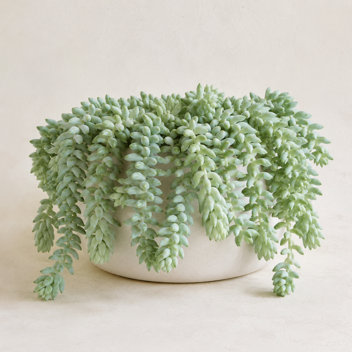 Burro's tail succulent with long trailing stems of blue-green leaves