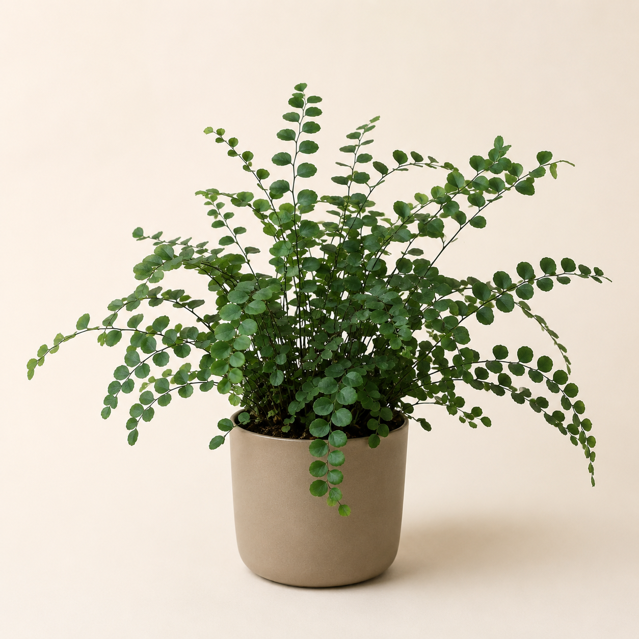 Button fern with arching dark stems and small round green leaflets