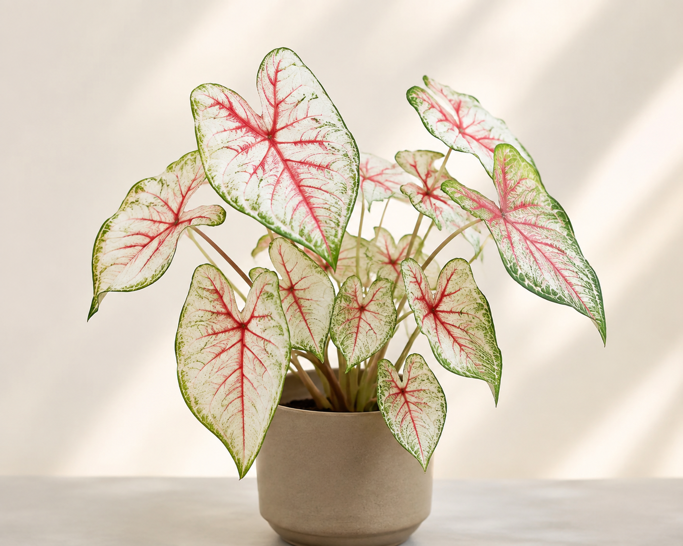 Caladium with white heart-shaped leaves, green margins, and vivid pink-red veins
