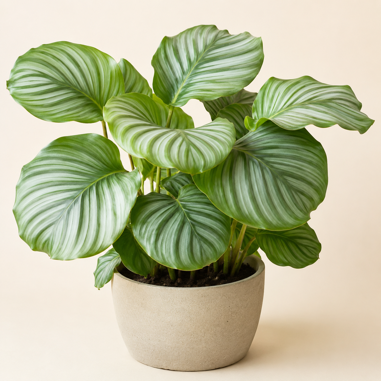 Calathea orbifolia with broad silver-striped round leaves in a neutral pot
