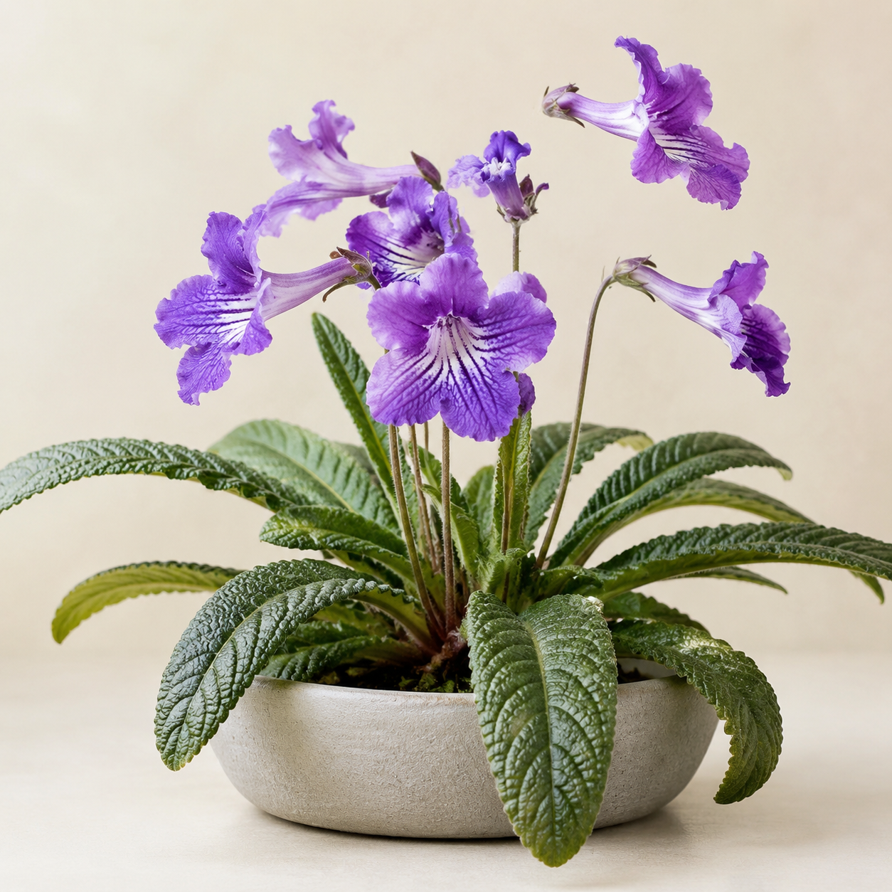 Cape Primrose with quilted strap leaves and purple trumpet flowers in a shallow planter
