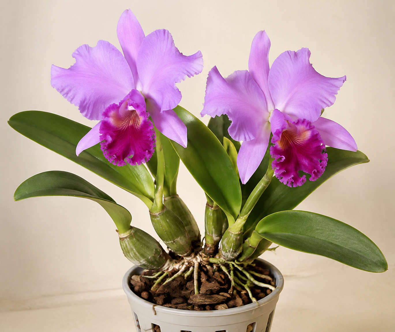 Blooming Cattleya orchid with lavender flowers, pseudobulbs, aerial roots, and chunky bark