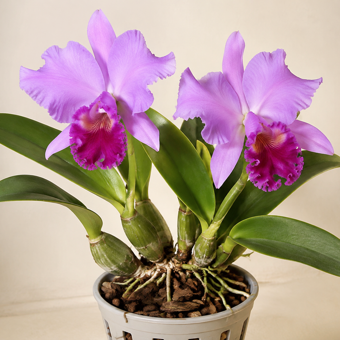 Blooming Cattleya orchid with lavender flowers, pseudobulbs, aerial roots, and chunky bark