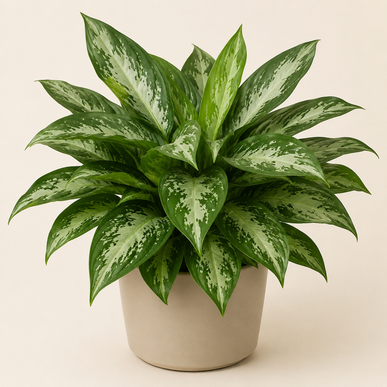 Chinese evergreen with dense silver-variegated lance-shaped green leaves in a neutral pot