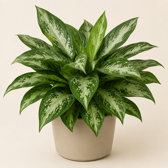 Chinese evergreen with dense silver-variegated lance-shaped green leaves in a neutral pot