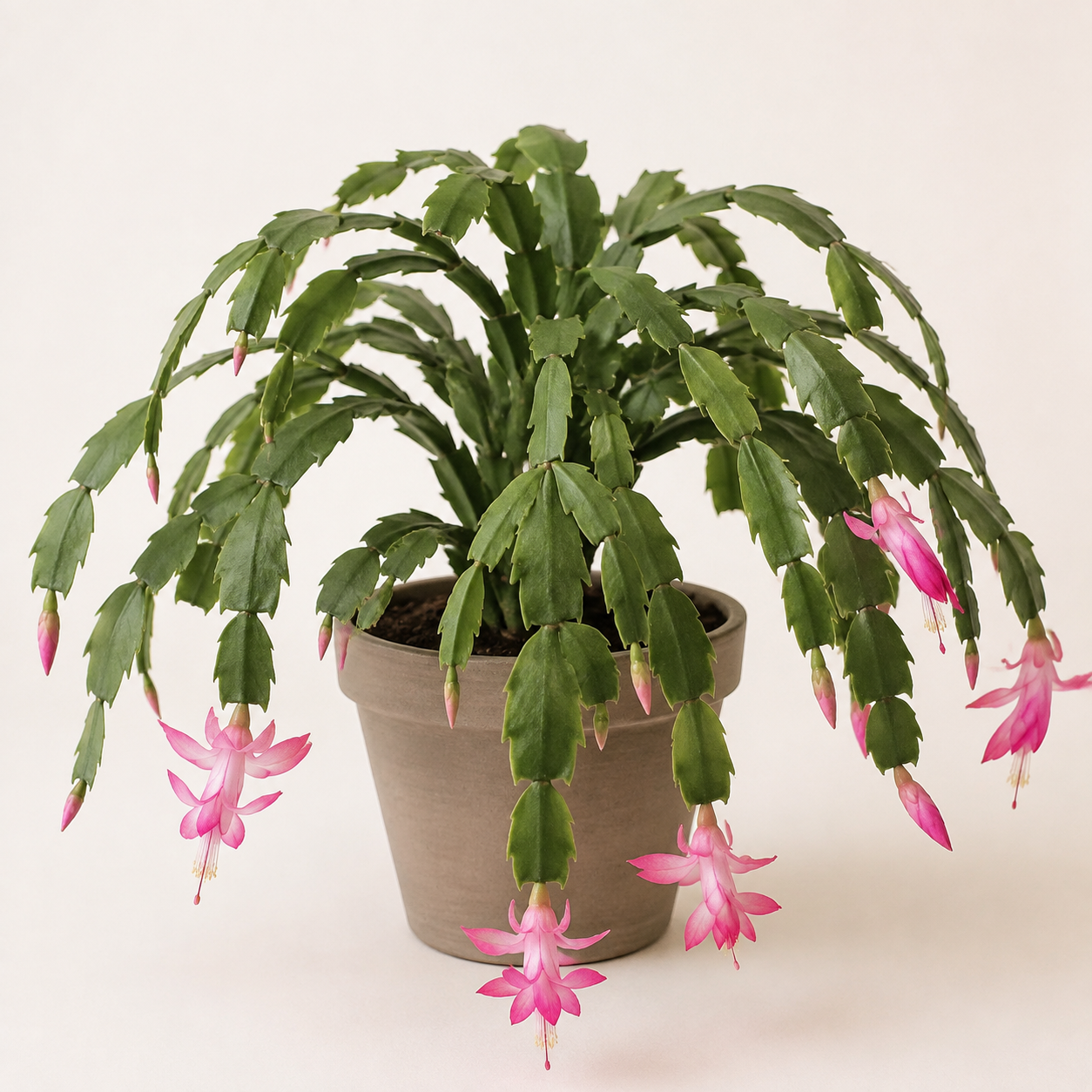 Blooming Christmas cactus with segmented green stems and pink flowers in a neutral pot