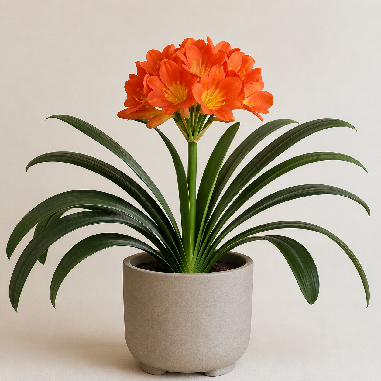 Clivia with orange flower cluster and arching strap leaves in a neutral planter
