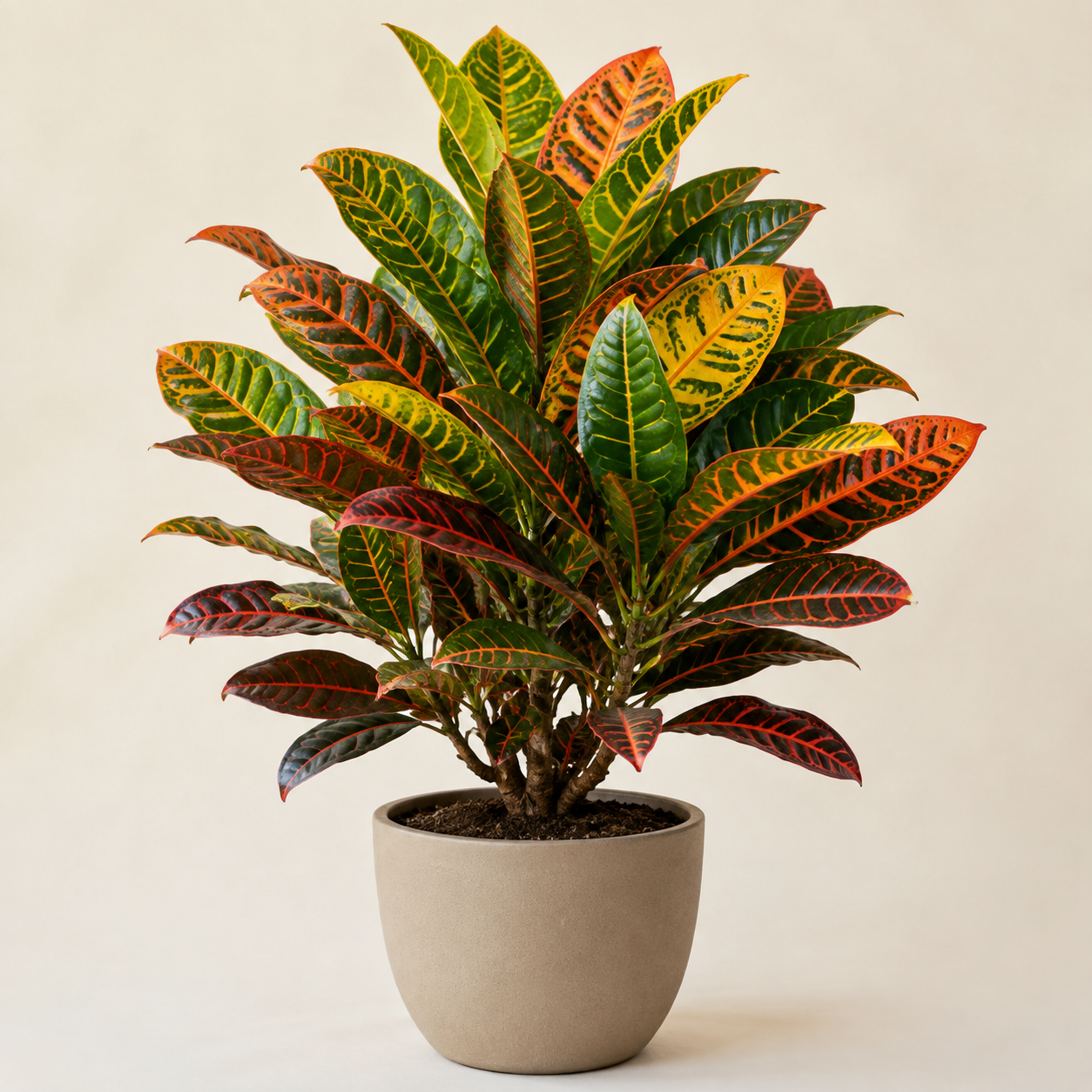 Croton Petra with glossy green yellow orange and red leaves