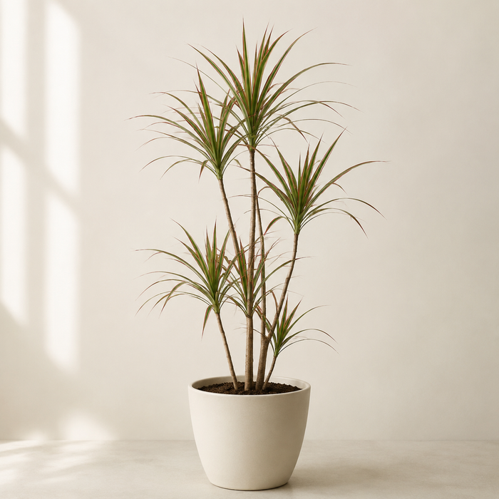 Dracaena marginata with slender canes and red-edged arching leaves