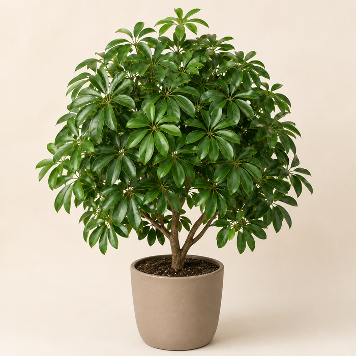 Dwarf umbrella tree with glossy palmate leaf clusters