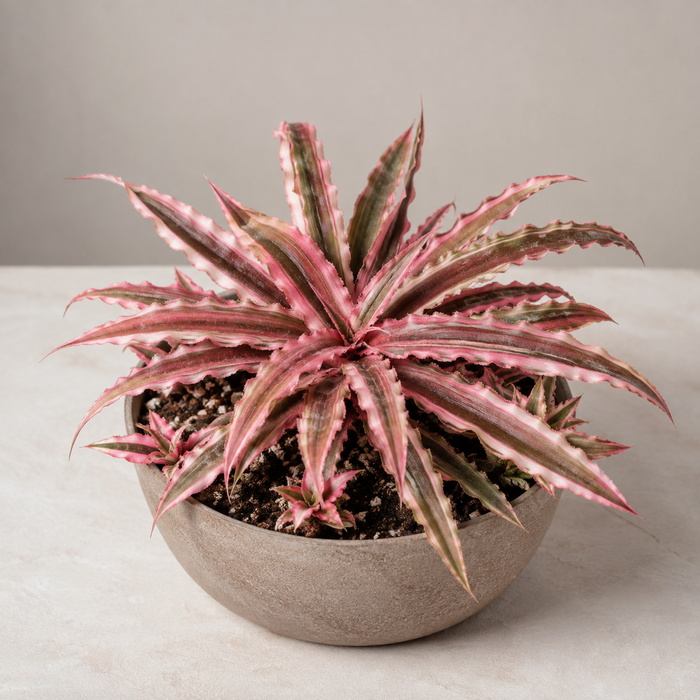 Earth star bromeliad with pink striped rosette leaves and basal pups