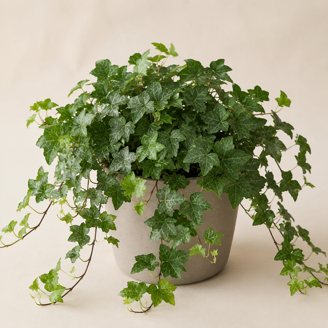 Indoor English ivy with lobed green leaves and trailing vines