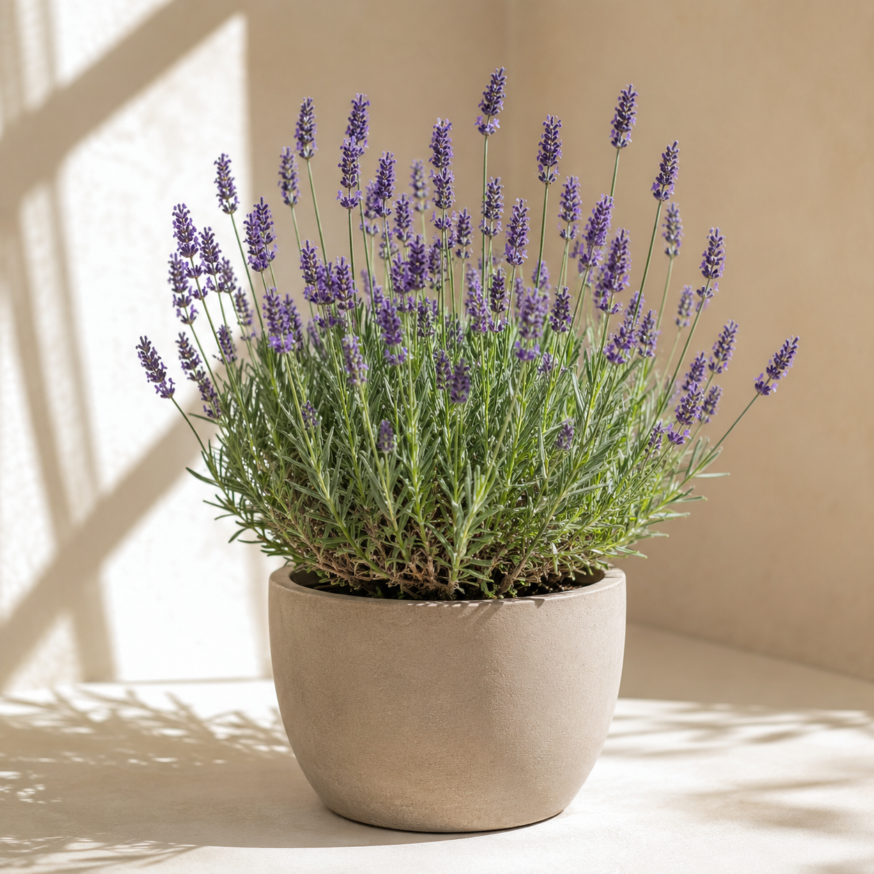 English lavender with purple flower spikes in a sunny indoor planter