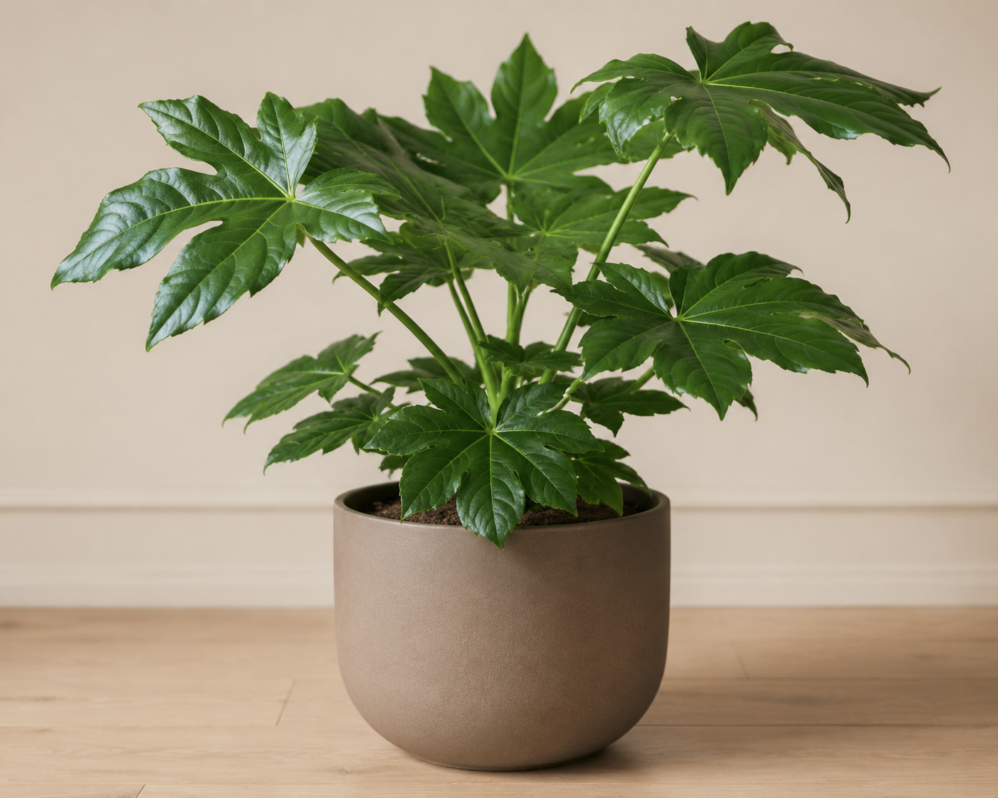 Young Fatsia japonica with large glossy dark green palmately lobed leaves