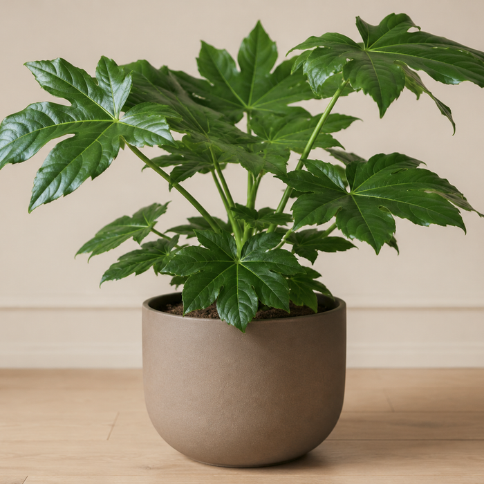 Young Fatsia japonica with large glossy dark green palmately lobed leaves