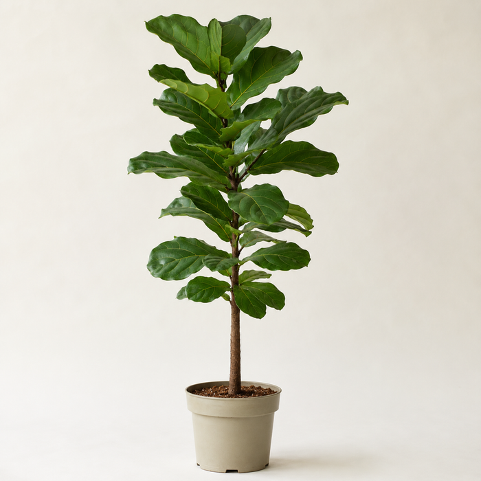 Young fiddle leaf fig with a woody trunk and large violin-shaped green leaves in a neutral nursery pot