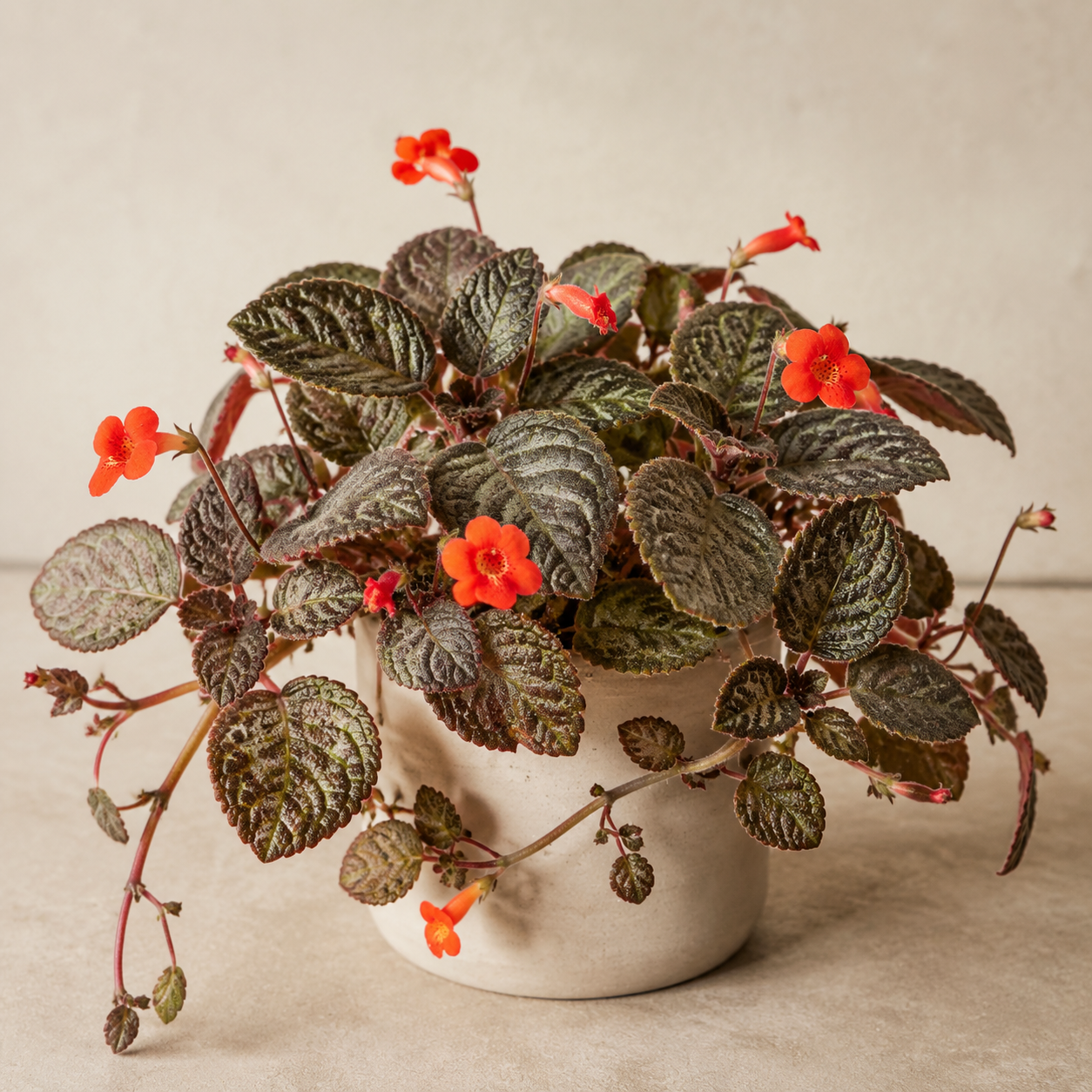 Flame Violet with bronze quilted leaves, trailing stolons, and red tubular flowers