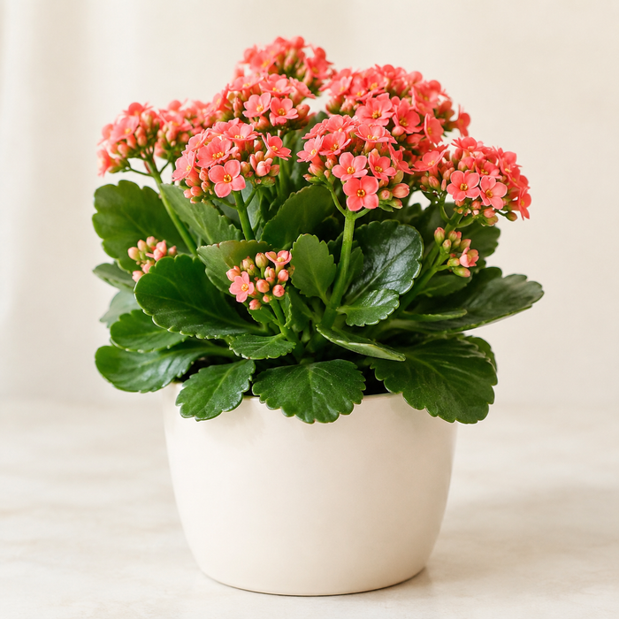 Florist kalanchoe with scalloped succulent leaves and coral-pink flowers